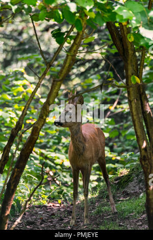 Europäische Reh (Capreolus capreolus) männlich/Buck/roebuck Nahrungssuche in Gestrüpp im Sommer Stockfoto