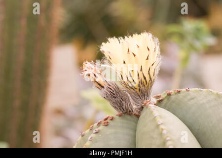 Nahaufnahme auf der Blume von Astrophytum myriostigma, genannt auch Bishop's Gap Cactus, Mitra des Bischofs Kaktus oder Bishop's Hut, eine Rückgratlose Cactus Stockfoto