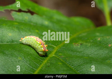 Lila crested slug Caterpillar - Adoneta spinuloides Stockfoto