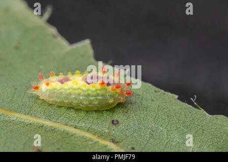 Lila crested slug Caterpillar - Adoneta spinuloides Stockfoto