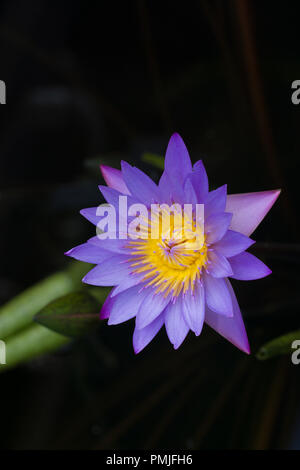 Nahaufnahme auf Nymphaea nouchali, eine schöne Seerose Stockfoto