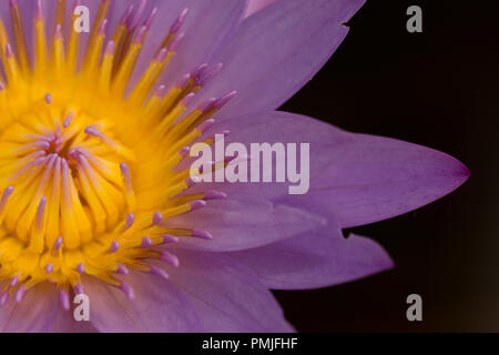 Nahaufnahme auf Nymphaea nouchali, eine schöne Seerose Stockfoto