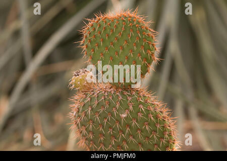 Nahaufnahme auf Opuntia pycnantha mit einer geschlossenen Blüte an der Spitze. Stockfoto