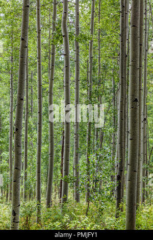 Aspen Bäume, Rinde und Vordach in den Rocky Mountains in der Nähe von Durango, Colorado, United States Stockfoto