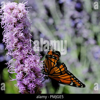 Ein vizekönig Schmetterling (Limenitis archippus), ein müllerian der Monarch butterfly nachahmen, Fütterung auf Liatris spicata in einem New England flower garden Stockfoto