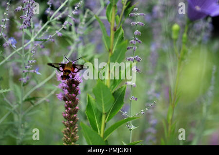 Ein Kolibri clearwing Motte (Hemaris thysbe) Fütterung auf Blazing Star (Liatris spicata) in einem neuen England Garten im Sommer Stockfoto