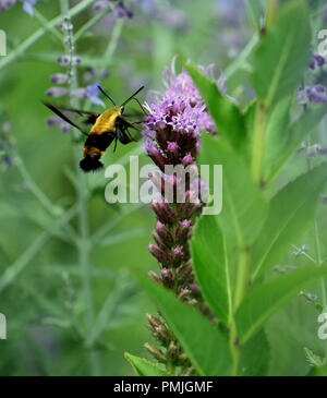 Ein Kolibri Motte (Hemaris diffinis), auch als Clearwing Snowberry bekannt, Fütterung auf Blazing Star (Liatris spicata) in einer neuen Englischen Garten Stockfoto