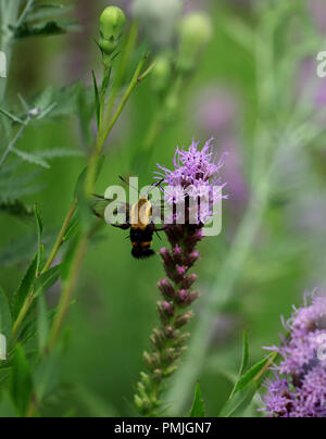 Ein Kolibri Motte (Hemaris diffinis), auch als Clearwing Snowberry bekannt, Fütterung auf Blazing Star (Liatris spicata) in einer neuen Englischen Garten Stockfoto