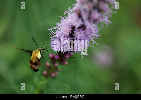 Ein Kolibri Motte (Hemaris diffinis), auch als Clearwing Snowberry bekannt, Fütterung auf Blazing Star (Liatris spicata) in einer neuen Englischen Garten Stockfoto