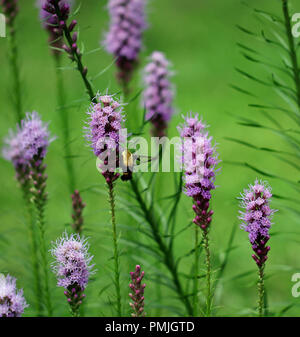 Ein Kolibri Motte (Hemaris diffinis), auch als Clearwing Snowberry bekannt, Fütterung auf Blazing Star (Liatris spicata) in einer neuen Englischen Garten Stockfoto