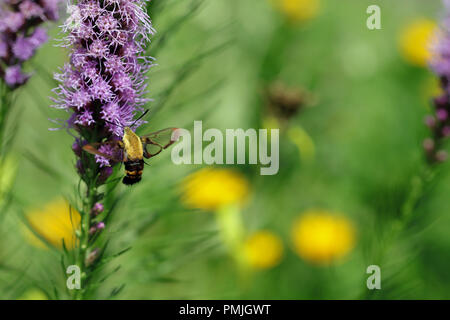 Ein Kolibri Motte (Hemaris diffinis), auch als Clearwing Snowberry bekannt, Fütterung auf Blazing Star (Liatris spicata) in einer neuen Englischen Garten Stockfoto