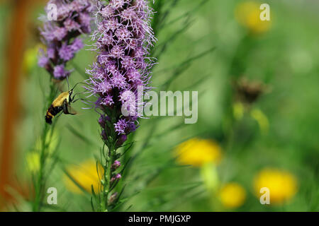 Ein Kolibri Motte (Hemaris diffinis), auch als Clearwing Snowberry bekannt, Fütterung auf Blazing Star (Liatris spicata) in einer neuen Englischen Garten Stockfoto