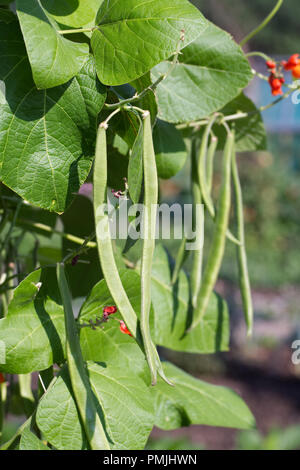 Phaseolus coccineus. Prunkbohne "Firestorm". Stockfoto