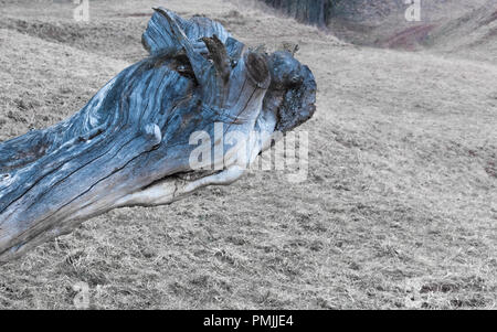 Die Sache im Wald im Baum gefangen Stockfoto