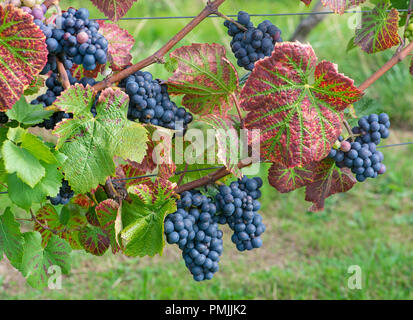 Schwarze Traube: (Vitis vinifera) Surrey, Großbritannien Stockfoto