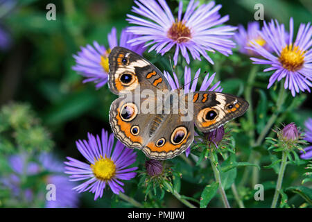 Junonia coenia, bekannt als die gemeinsame Roßkastanie oder roßkastanie auf Neu-england Aster. Es ist in der Familie der Nymphalidae. Stockfoto