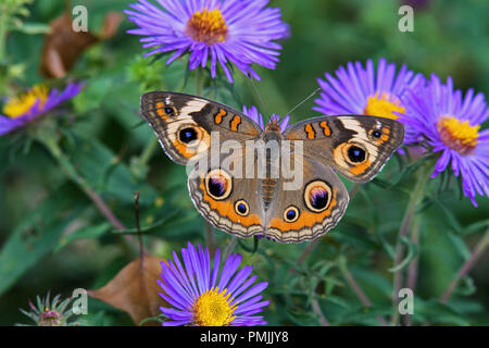 Junonia coenia, bekannt als die gemeinsame Roßkastanie oder roßkastanie auf Neu-england Aster. Es ist in der Familie der Nymphalidae. Stockfoto