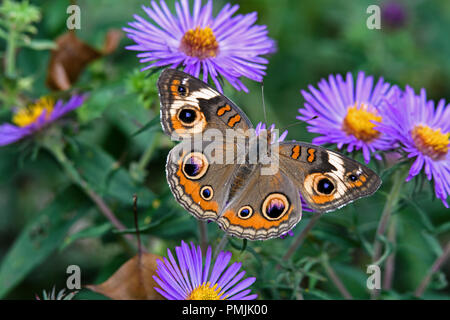 Junonia coenia, bekannt als die gemeinsame Roßkastanie oder roßkastanie auf Neu-england Aster. Es ist in der Familie der Nymphalidae. Stockfoto