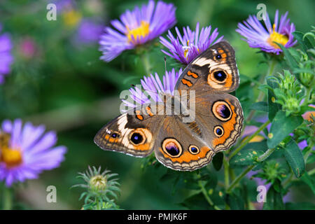 Junonia coenia, bekannt als die gemeinsame Roßkastanie oder roßkastanie auf Neu-england Aster. Es ist in der Familie der Nymphalidae. Stockfoto