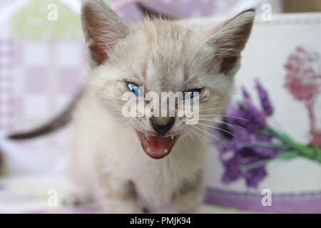 Kätzchen, 5 Wochen alt, Seal Tabby Point, geben eine lustige Gähnen Stockfoto