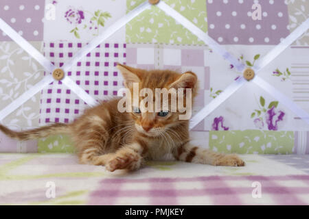 Ginger kitten, 6 Wochen alt, Red Tabby classic Stockfoto