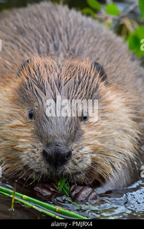 Eine Nahaufnahme vertikale Bild eines wilden Biber "Castor canadenis'; Grün essen Schilf und Vegetation an der Biber Teich in Hinton Alberta, Kanada. Stockfoto