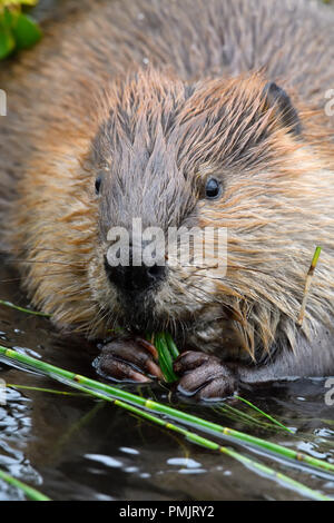 Eine Nahaufnahme vertikale Bild eines wilden Biber "Castor canadenis'; Grün essen Schilf und Vegetation an der Biber Teich in Hinton Alberta, Kanada. Stockfoto
