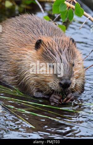 Eine Nahaufnahme vertikale Bild eines wilden Biber "Castor canadenis'; Grün essen Schilf und Vegetation an der Biber Teich in Hinton Alberta, Kanada. Stockfoto