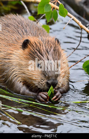 Ein vertikales Bild eines wilden Bibers „Castor canadensis“, der mit seinen Pfoten ein paar grüne Triebe zusammenfaltet, um am Biberteich in Hinton Alberta zu essen Stockfoto