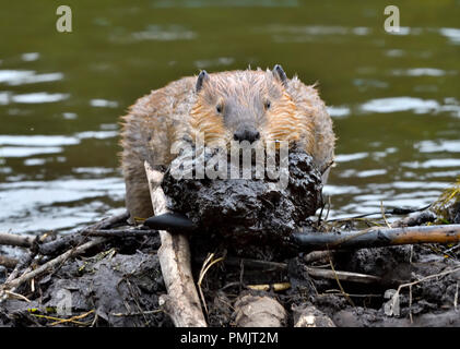 Eine Vorderansicht eines wilden Bibers 'Castor canadensis'; Pflege einer Ladung von dunklem Schlamm auf den Biberdamm, um ein Wasserleck zu versiegeln Stockfoto