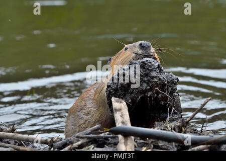 Ein wilder Biber 'Castor canadensis'; Pflege einer Armlast von frischem Schlamm auf dem Biberdamm an der Promenade in Hinton Alberta Kanada. Stockfoto