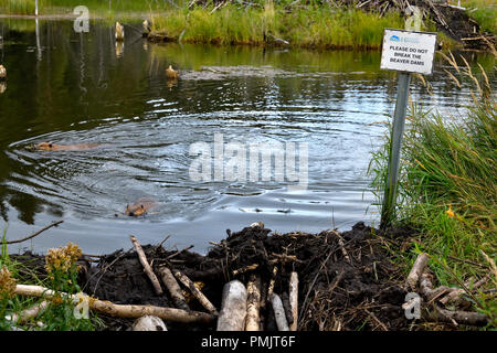 Ein Landschaftsbild von Biber Teich mit zwei Biber (Castor canadensis), schwimmen im Wasser und ein Zeichen, dass Fragt bitte nicht die Beaver Dam break Stockfoto