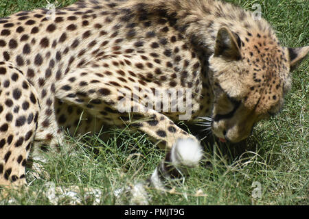 Schöne elegante Mantel auf ein gepard Katze zusammengerollt. Stockfoto