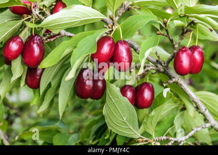 Cornus Mas ' Jolico ', Cornelianische Kirsche, essbare rote Beeren auf dem Zweig Stockfoto