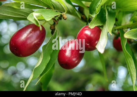 Kornelkirsche, essbare rote Beeren, Cornus Mas Fruit Cornus 'Joliko', essbare Beeren Stockfoto