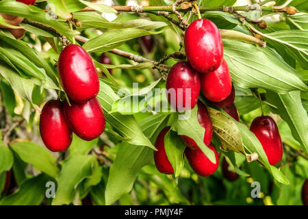 Maiskirsche, essbare rote Beeren, Cornus Mas ' Jolico ' Stockfoto