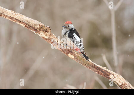 Mitte Buntspecht (Dendrocoptes medius) sitzt auf einem Ast umklammert Klauen unter den fallenden Schnee. Stockfoto