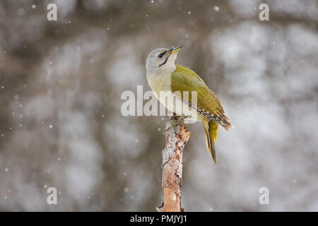 Graue Specht (Picus canus) auf einem Ast sitzt, drehen Sie den Kopf halb unter dem fallenden Schnee. Stockfoto