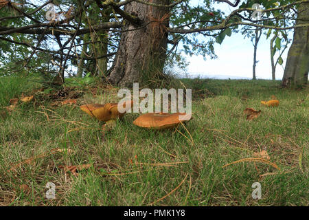 Eine Szene mit Pilzen wächst unter den Bäumen Stockfoto