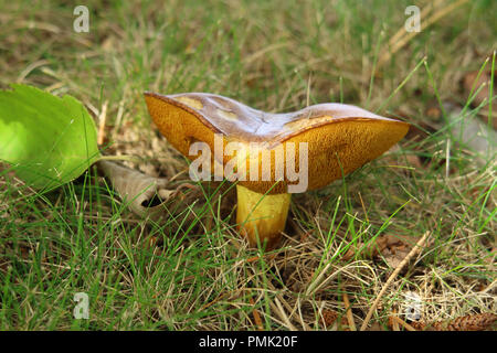 Suillus bovinus, auch als das Jersey Kuh Pilz bekannt Stockfoto