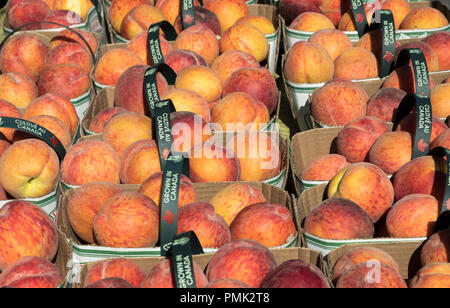 Nahaufnahme von Körben von frisch gepflückte Pfirsiche auf einem Markt in Niagara on the Lake Canada. Stockfoto