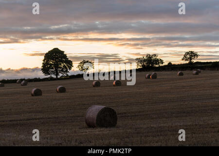 Heu Ballen bei Sonnenuntergang in einem Feld mit Silhouettiert Bäume, County Down, Nordirland. Stockfoto