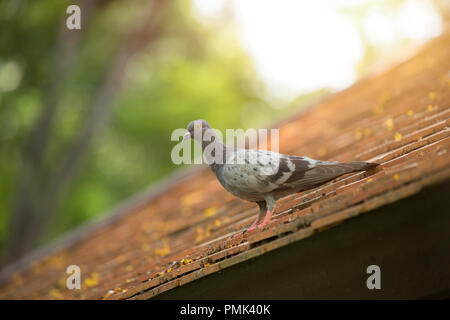 Tauben und Tauben Vögel Nester auf dem Dach problem Tier in der Stadt Stockfoto
