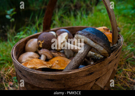 Korb mit essbaren Pilze stehen im Gras im Hintergrund von einem Teich im Wald. Stockfoto