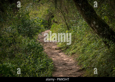 Pfad schlängelt sich im Wald Sie das Laub und einige Stämme siehe Stockfoto