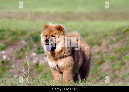 Chow-Chow Dog breed, einem Welpen stehen auf grünem Gras auf dem Feld in der Natur, kleine schwarze Augen, braune Haare, blaue Zunge, Tier tragen Kabelbaum Stockfoto