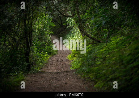 Pfad schlängelt sich im Wald Sie das Laub und einige Stämme siehe Stockfoto