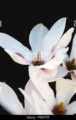 Magnolia (Magnolia soulangeana, Untertasse) - Nahaufnahme der Blüten und Blumen auf schwarzem Hintergrund Stockfoto