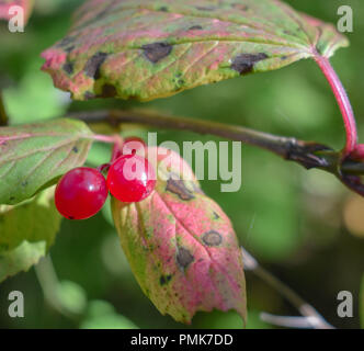 Amerikanische Cranberries Stockfoto