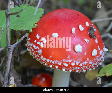 Gattung Amanita (Geschlachtete) auf einem Campingplatz in Alaska gefunden Stockfoto